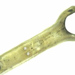 AMS AUTOMOTIVE CF838