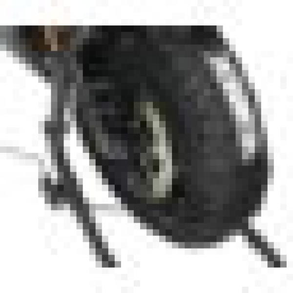 Vortex Racing TW102